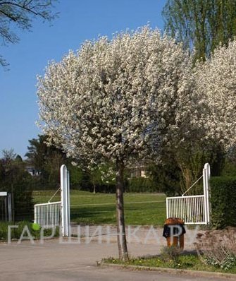 Боярышник на штамбе 80-100см С7,5