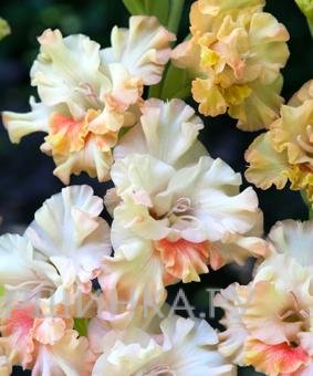 Гладиолус крупноцветковый Криспи Раффл 5шт