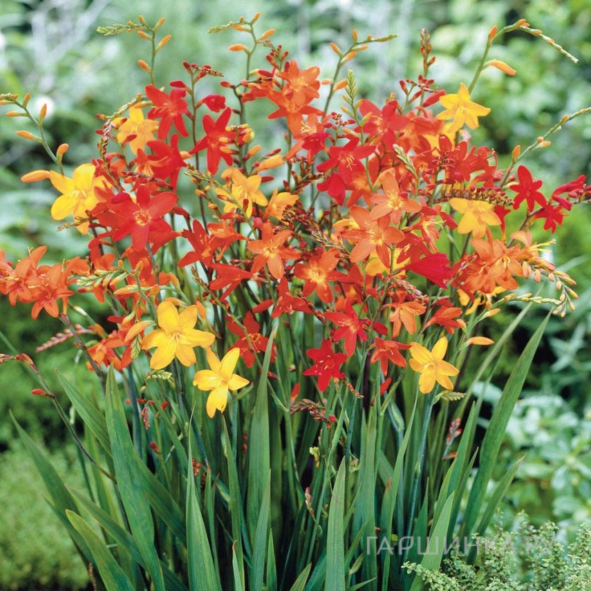 Крокосмия (монтбреция) Mixed 10шт.