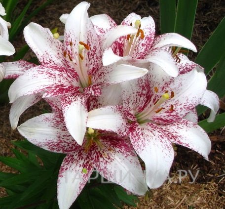 Лилия Кроссовер азиатская/2шт
