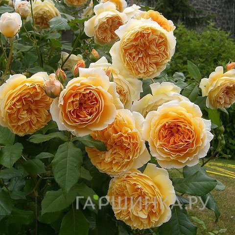 Роза Крон Принцесс Маргарет, Д.Остин кустарниковая (лиц)