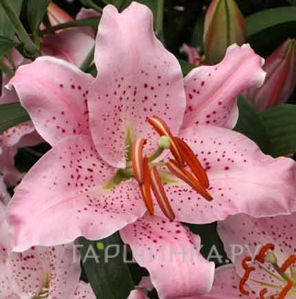 Лилия Керли Сью восточная /2шт