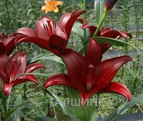 Лилия Сигалон ЛА-гибрид/2шт