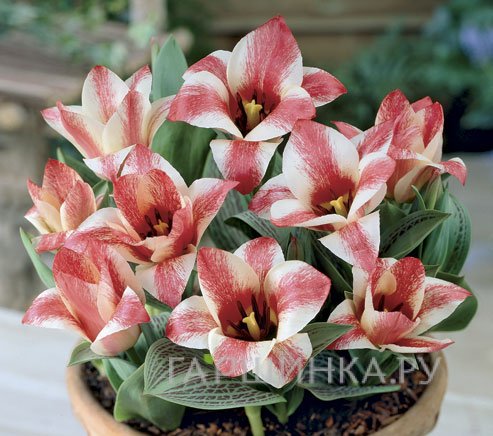 Тюльпан Кзаар Петер (Царь Петр) Грейга