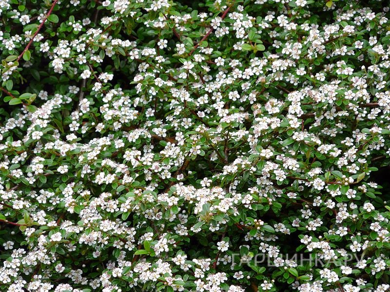 Кизильник Даммера Мэйджор