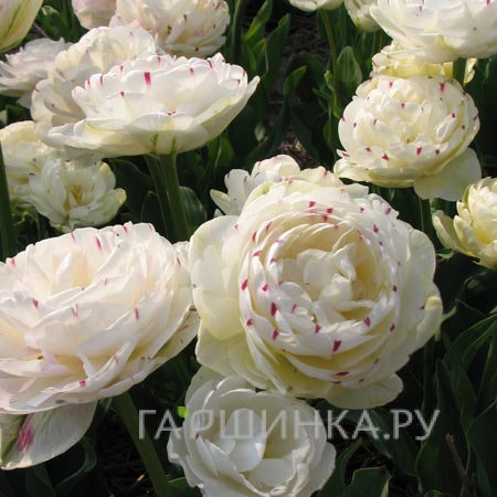 Тюльпан Дэнс Лайн 2 шт