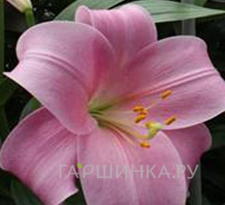 Лилия Дансинг Леди лонгифлорум/ 2шт