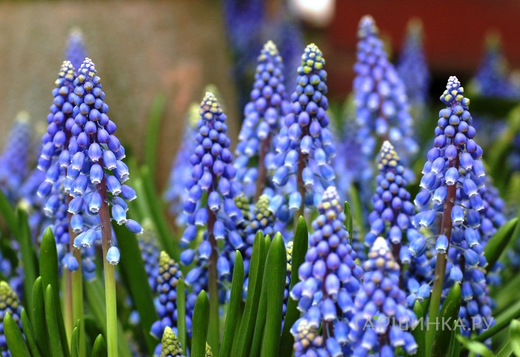 Мускари Дак Айз 8шт