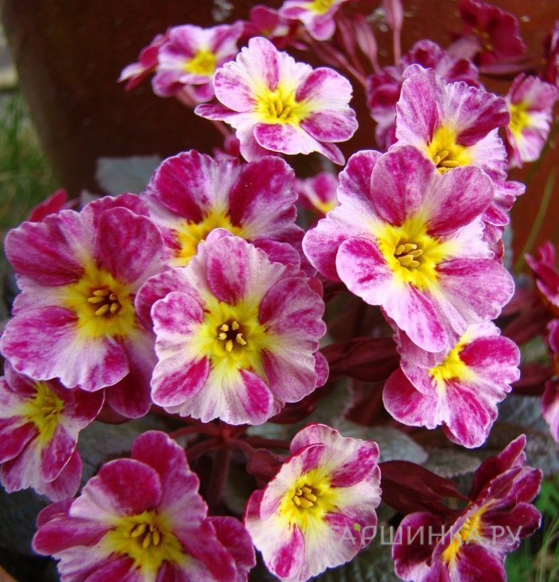 Примула Dark Rosaleen