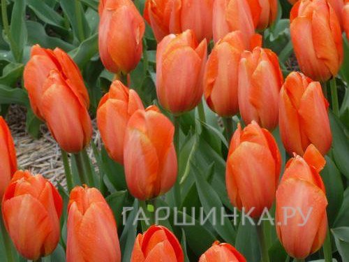 Тюльпан Дарвиоранж Дарвина 5шт