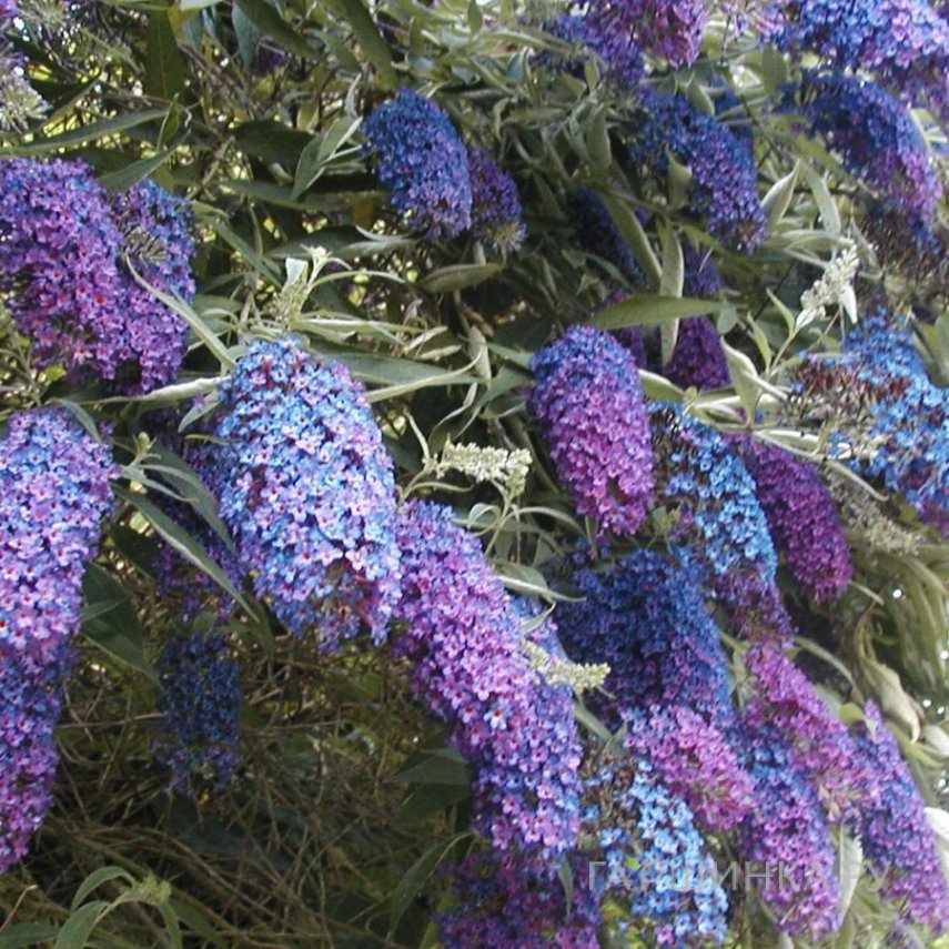 Буддлея Давида Эмпайр Блю