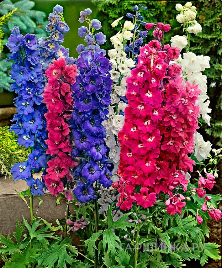 Дельфиниум высокий MIX 2 (3 шт)