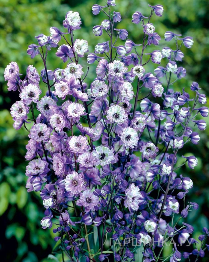 Дельфиниум высокий Ла Богем (Богема)