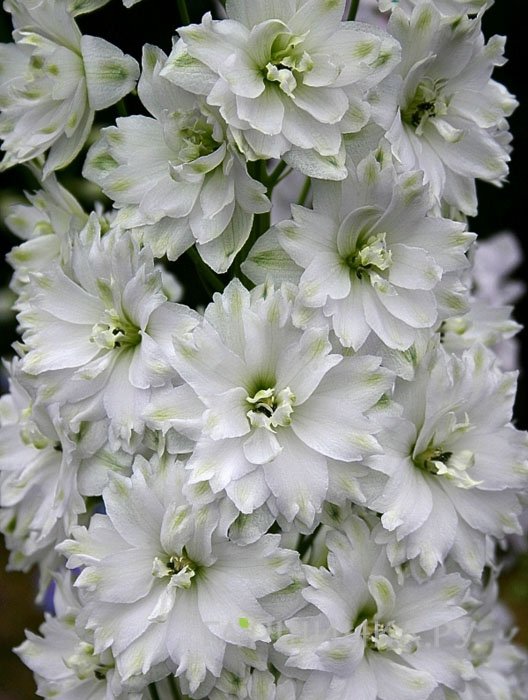 Дельфиниум высокий Новозеландский Дабл Инносенс