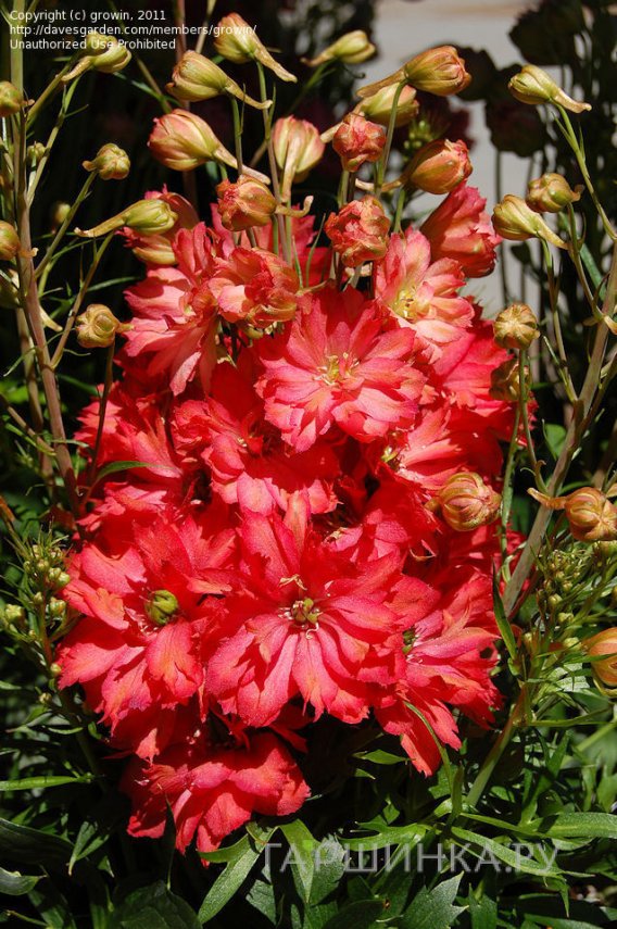 Дельфиниум Ред