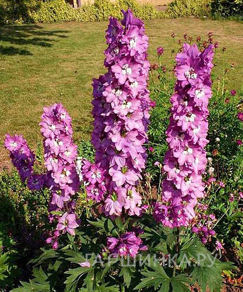 Дельфиниум высокий Мэджик Фаунтейн Пинк (сер.Волшебный фонтан) розовый