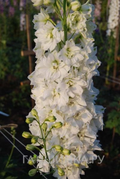 Дельфиниум Уайт