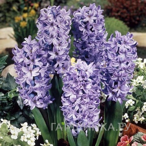 Гиацинт Дельфт Блю 3 шт