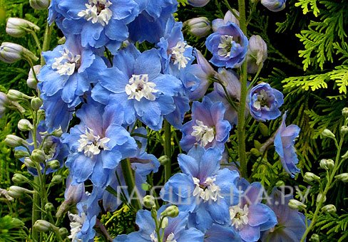 Дельфиниум Мерел