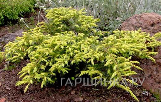 Можжевельник обыкновенный Депресса Ауреа