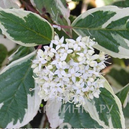 Дерен спорный Вариегата