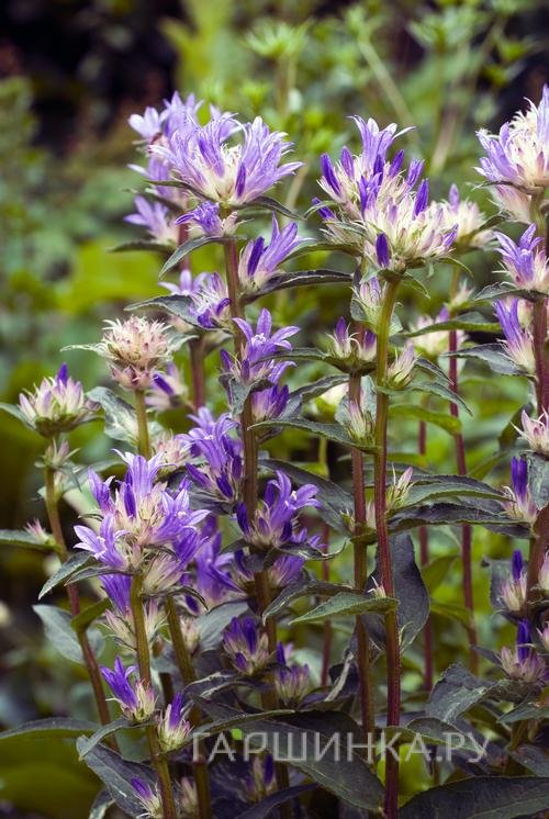 Колокольчик скученный Twisterbell