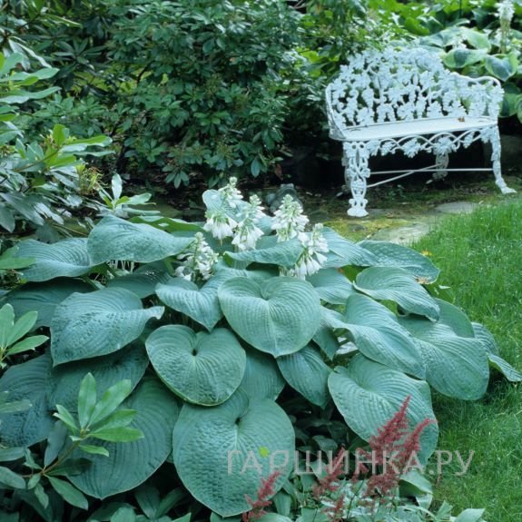 Хоста Бресингхам Блю (ML)