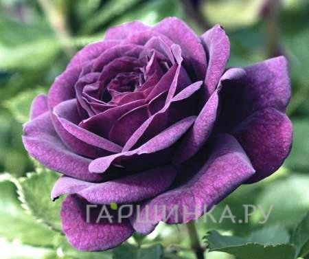 Роза Эбб Тайд флорибунда, Викс (лиц)