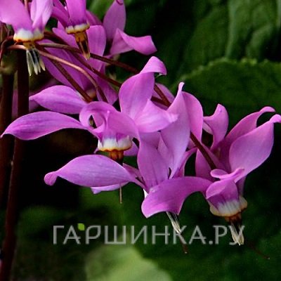 Додекатеон Джеффри