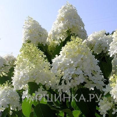 Гортензия Долли (Куколка) метельчатая