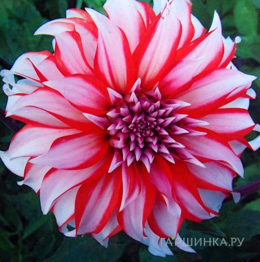 Георгина Долли Эйч декоративная