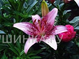 Лилия Дотком азиатская/ 2шт