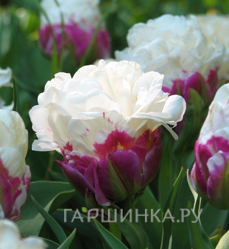 Тюльпан Дабл Полар пионовидный 4 шт