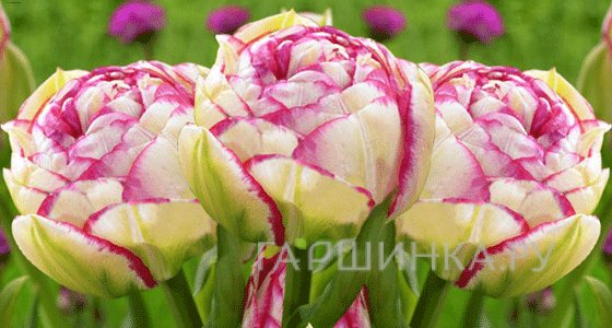 Тюльпан Дабл Тач 5 шт