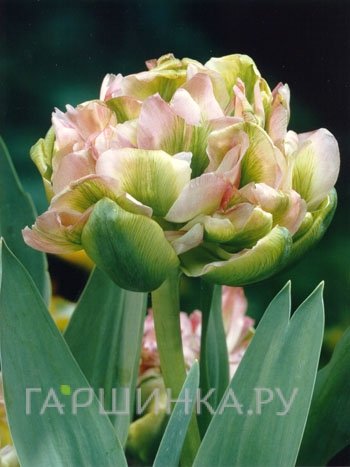 Тюльпан Дабл Вири махровый 5шт