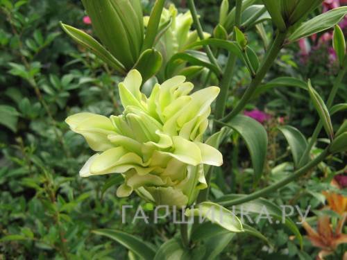 Лилия Дублин восточная махровая/ 2 шт