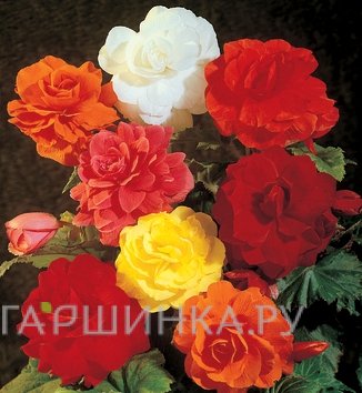 Бегония махровая Дубль Микс
