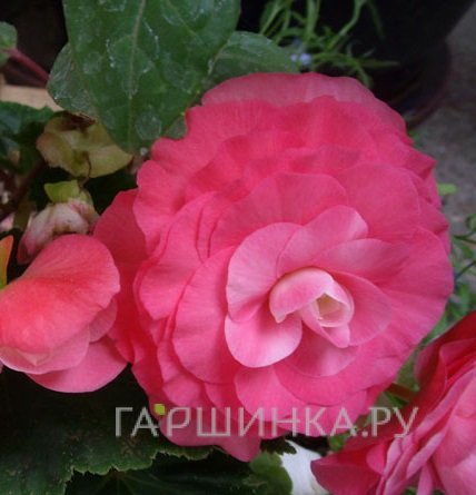 Бегония махровая Дубль Пинк 2шт.