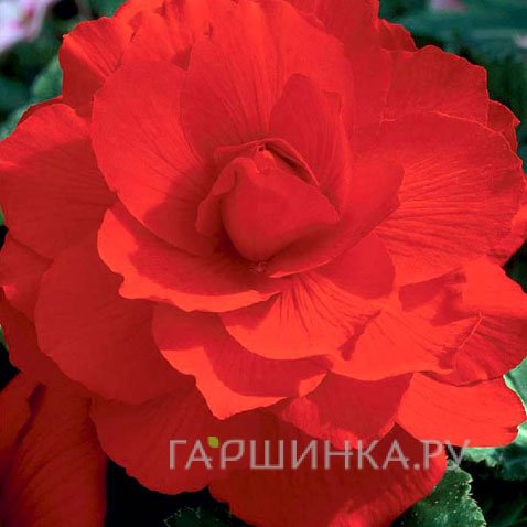 Бегония махровая Дубль Ред