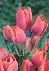 Тюльпан Драгон Кинг многоцветковый 5шт