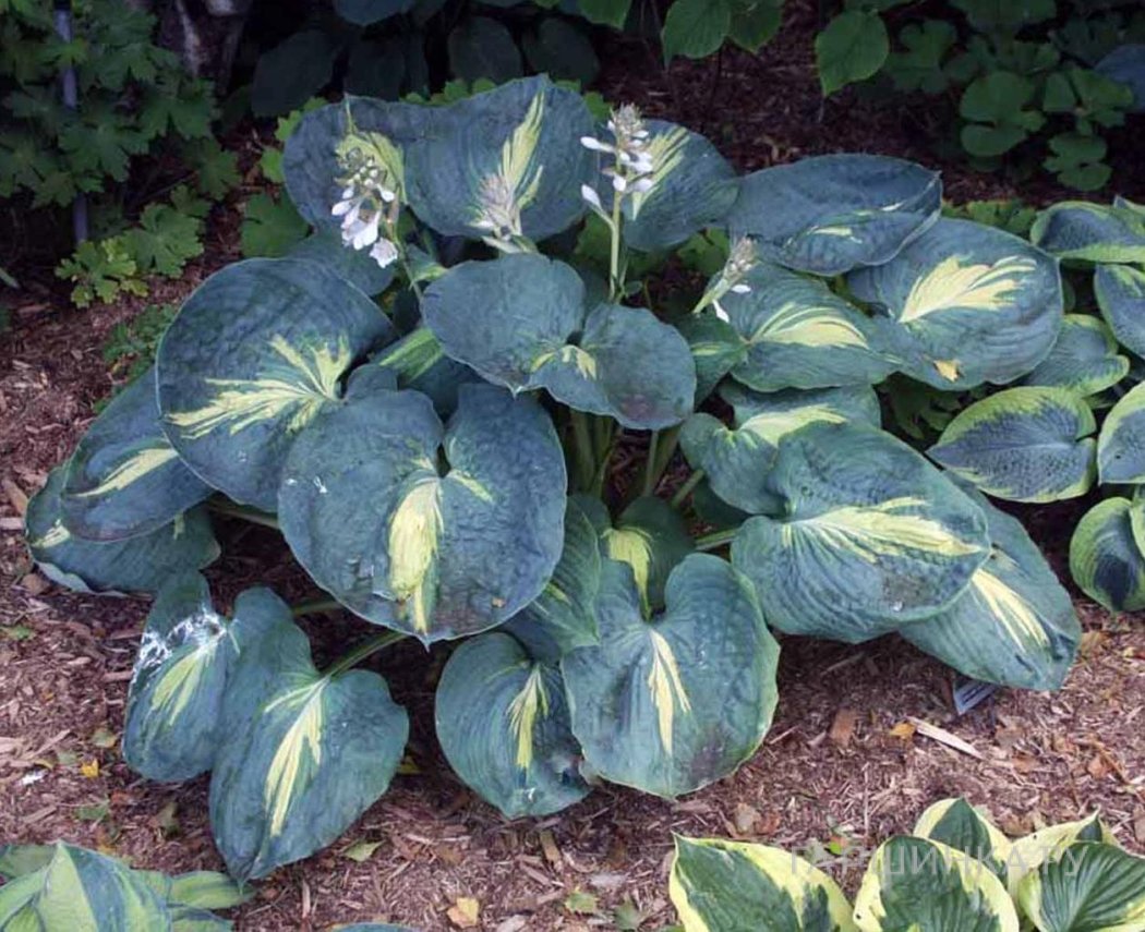 Хоста Дрим Квин (M)