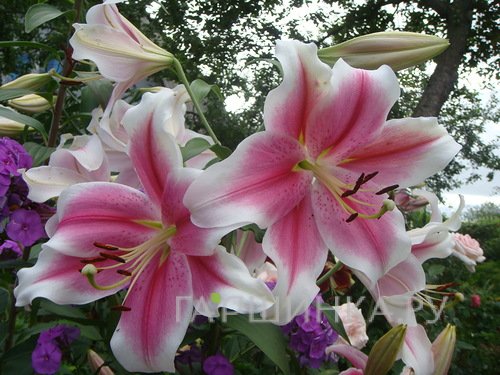 Лилия Дримуивер лонгифлорум/ 2 шт