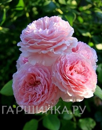 Роза Джеймс Гелвей, Д.Остин кустарниковая (лиц)