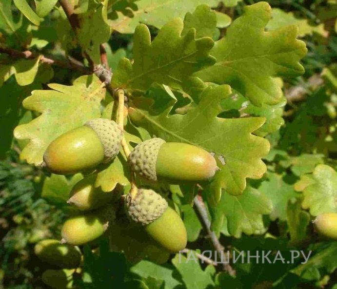 Дуб черешчатый