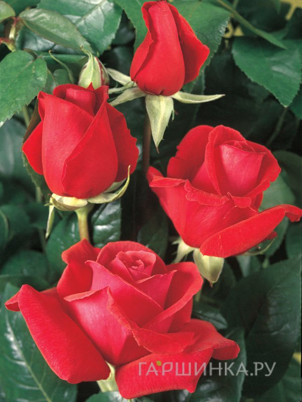 Роза Дуфтвольке, Тантау (лиц)