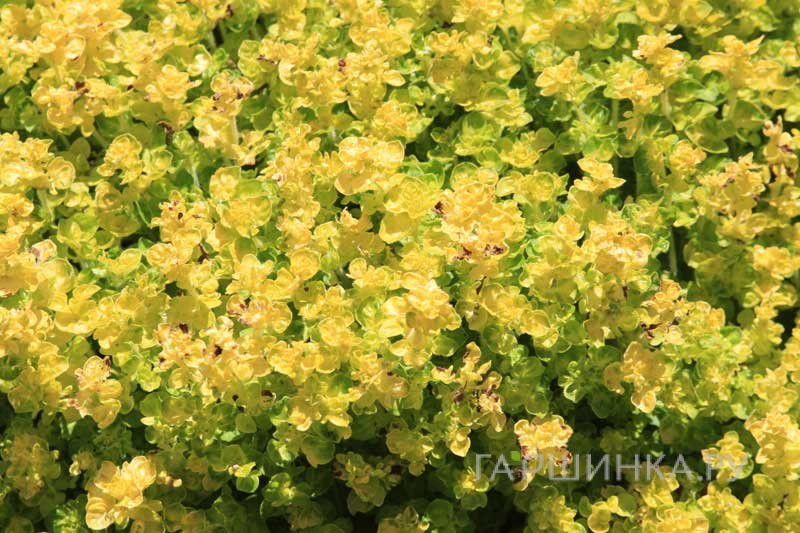 Душица vulgare Aureum