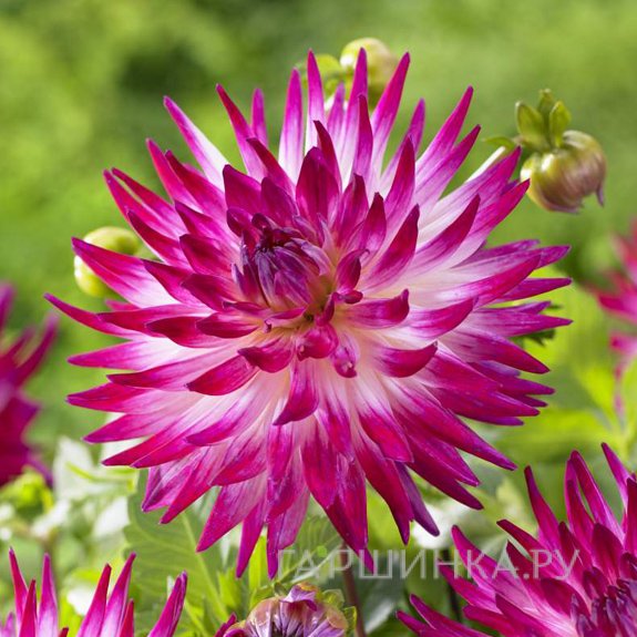 Георгина Дач Эксплоужен (Голландский взрыв) кактусовидная