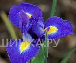 Ирис Блю 10 шт