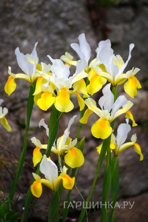 Ирис Уайт Йеллоу 10 шт