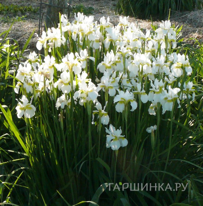 Ирис Уайт 10 шт